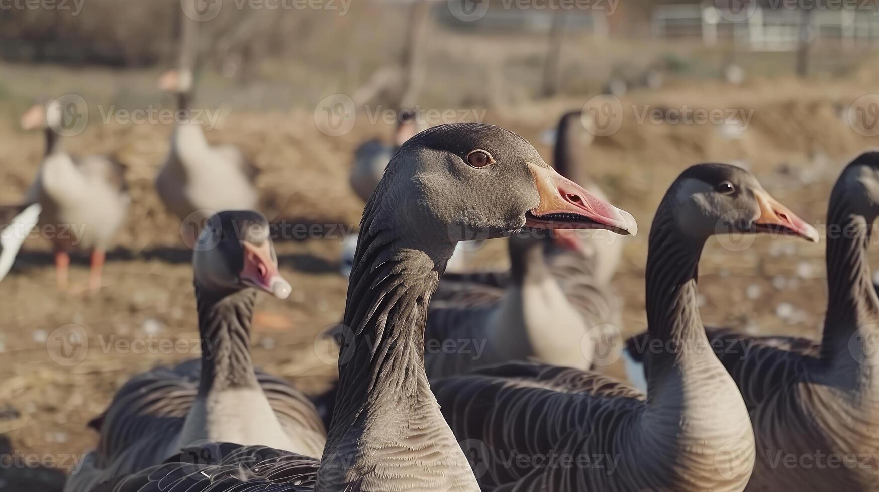 A flock of geese standing in a field photo