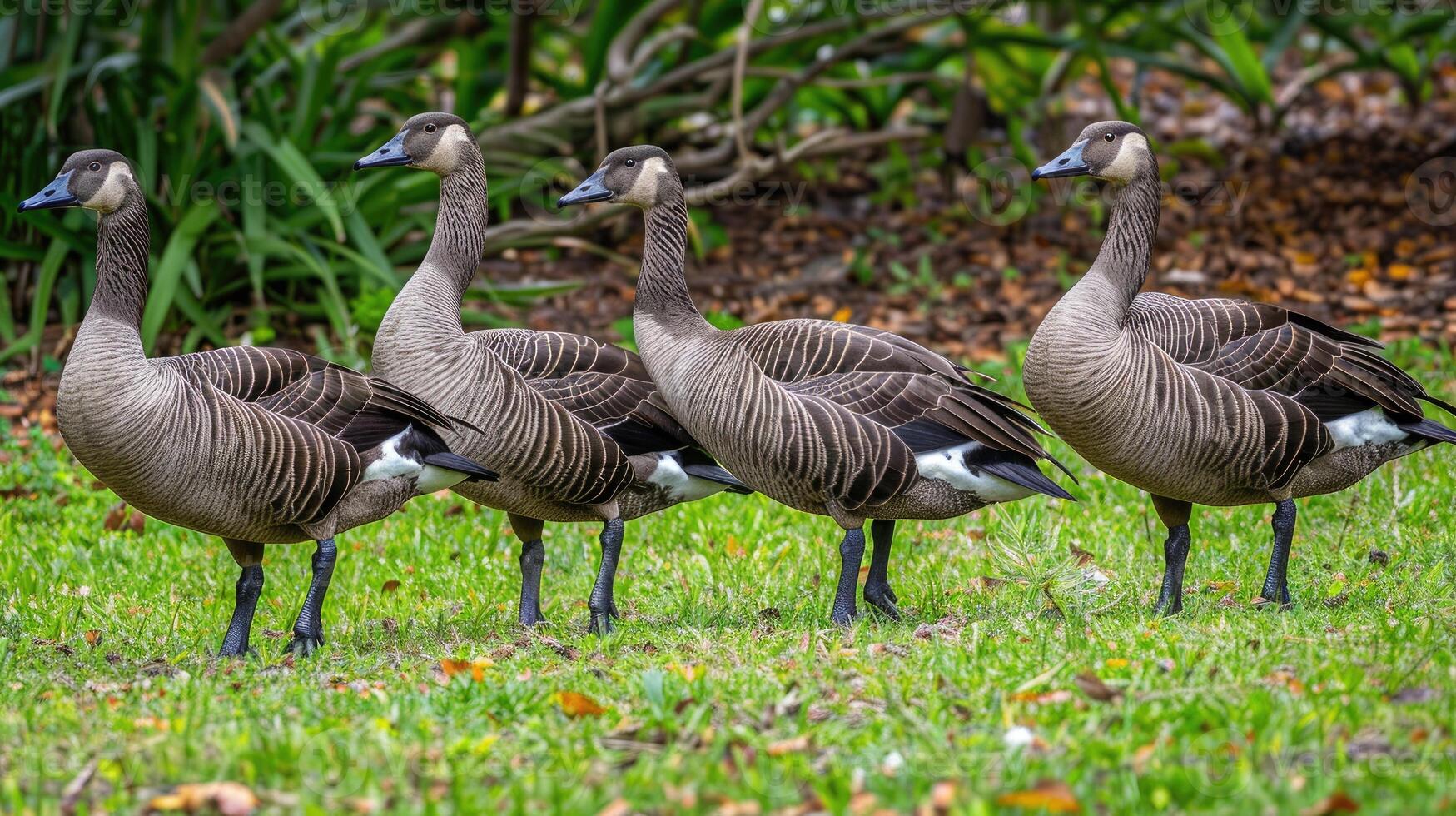 Four geese standing in a row on the grass photo