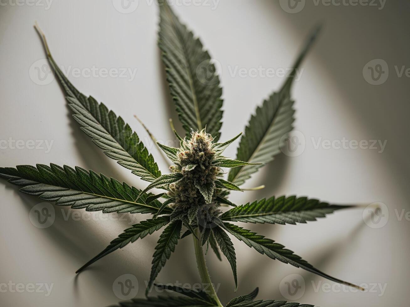 Take a deep dive into the cannabis industry with this fascinating. photo