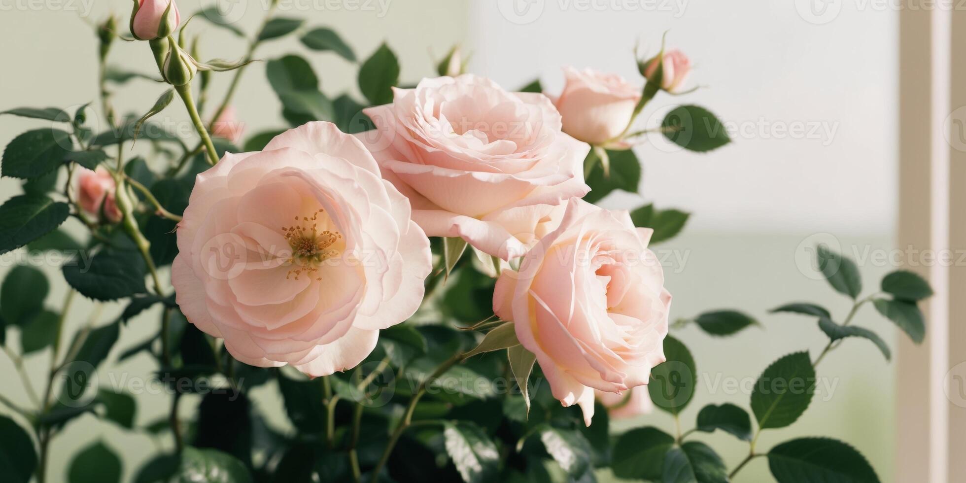 Pink roses are in front of a window photo