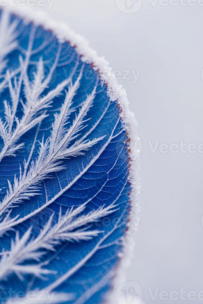 Frosty blue leaf on a white background photo