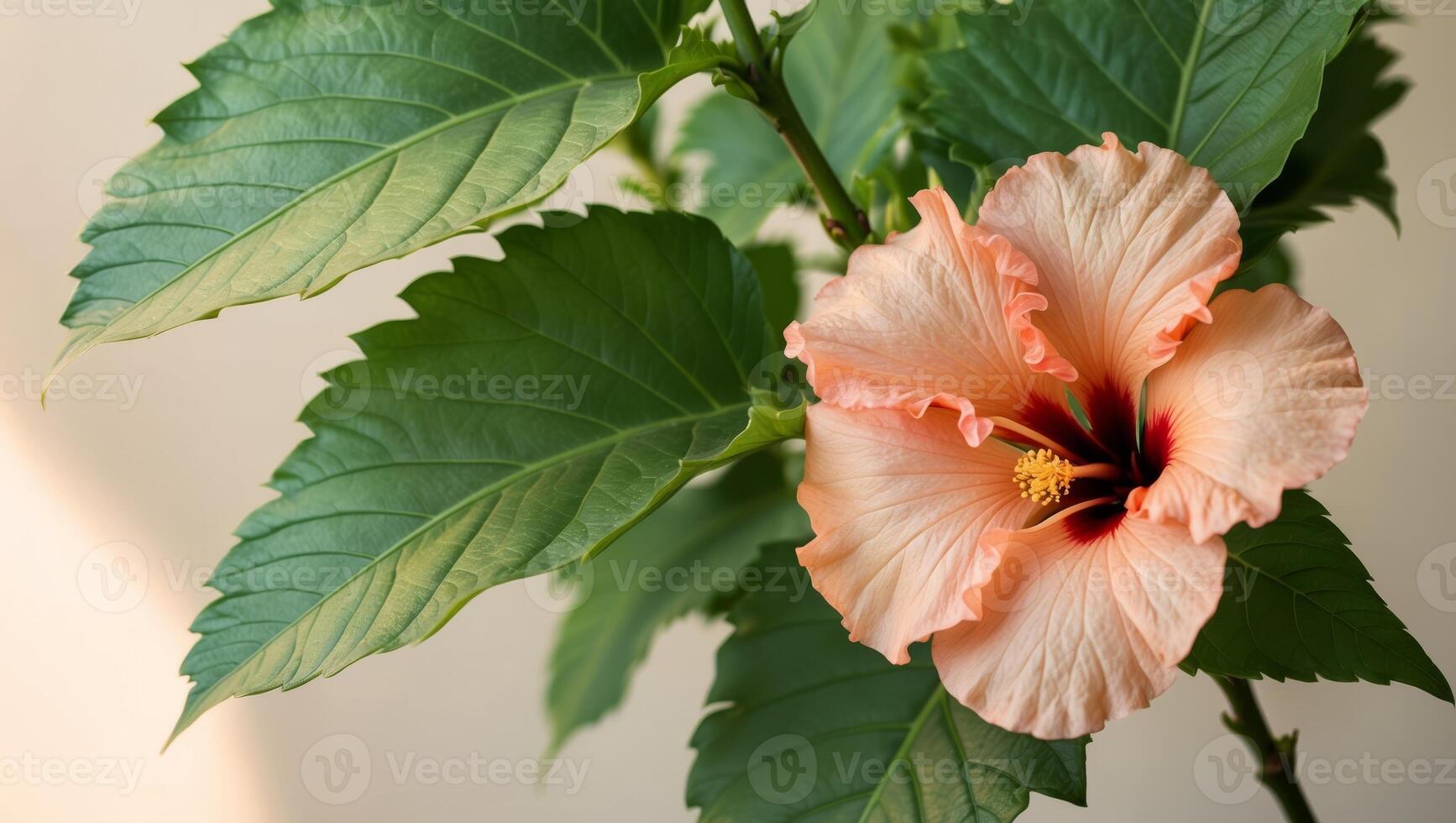 Tropical Hibiscus Blooms with Green Leaves Background. photo