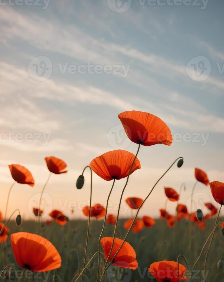 Vibrant red poppy field swaying in breeze at sunset photo