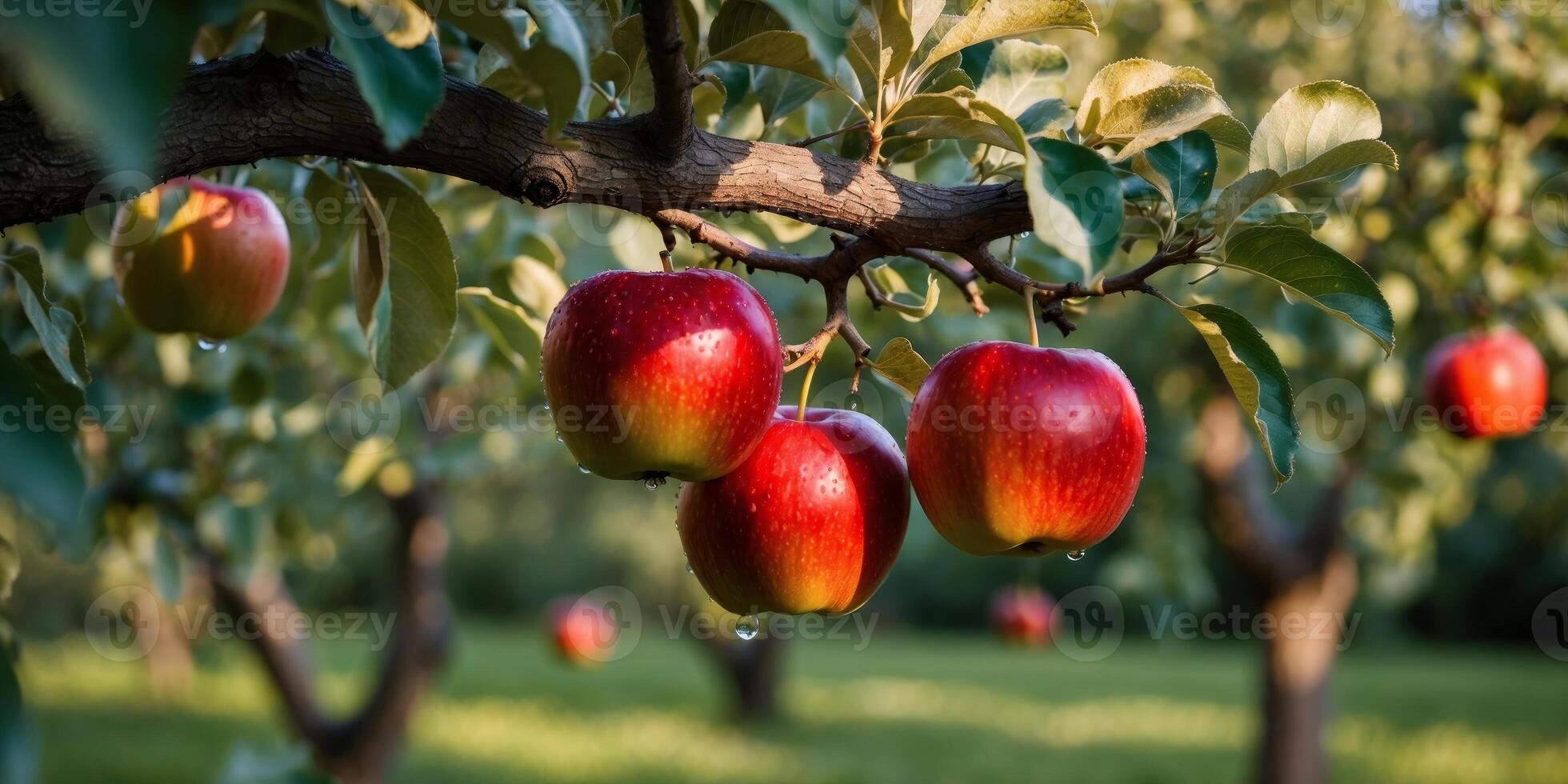 Apples on a tree in an orchard photo