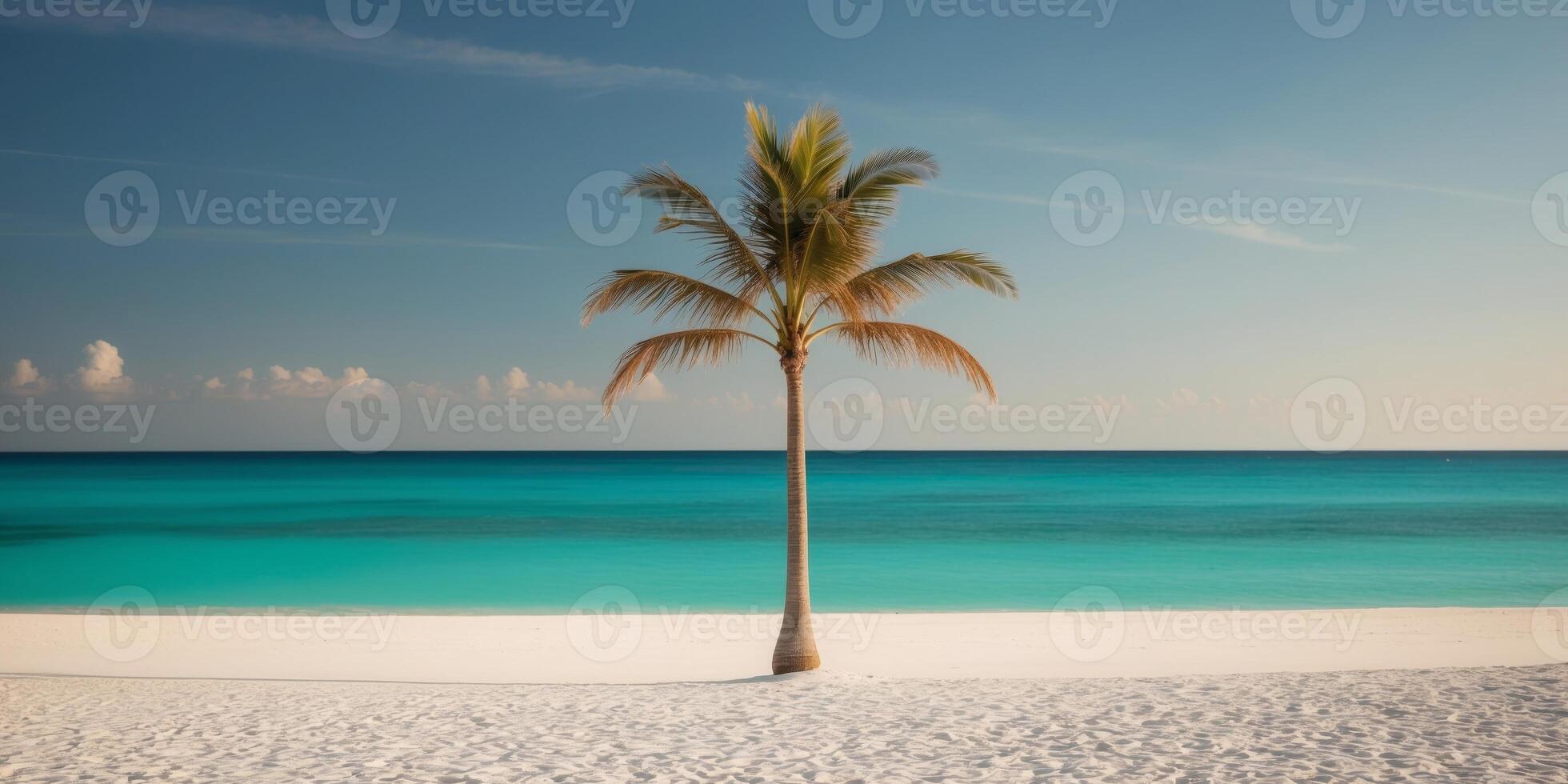 Sole Palm Tree on White Sandy Beach with Turquoise Ocean and Clear Blue Sky photo