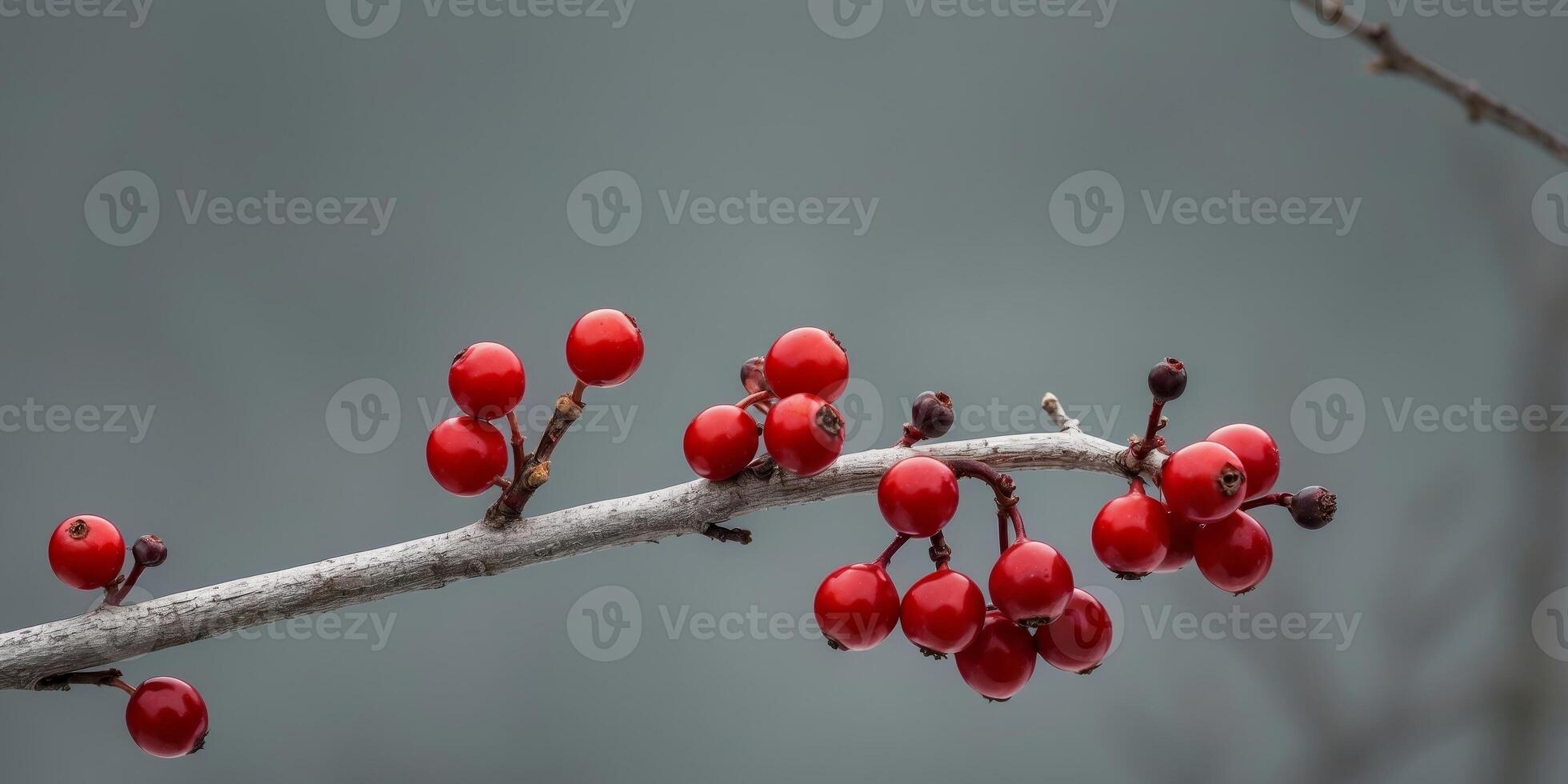 Red berries on a branch with a blurry background photo