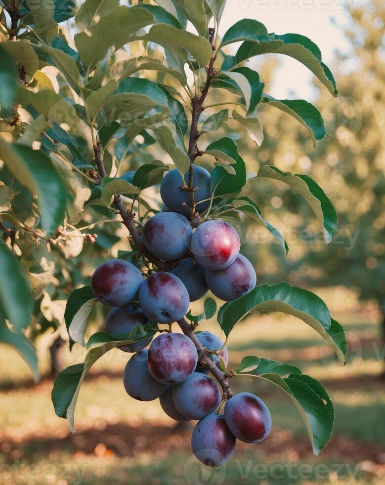 A flourishing plum tree laden with ripe fruit ready for harvest in a sunlit orchard photo