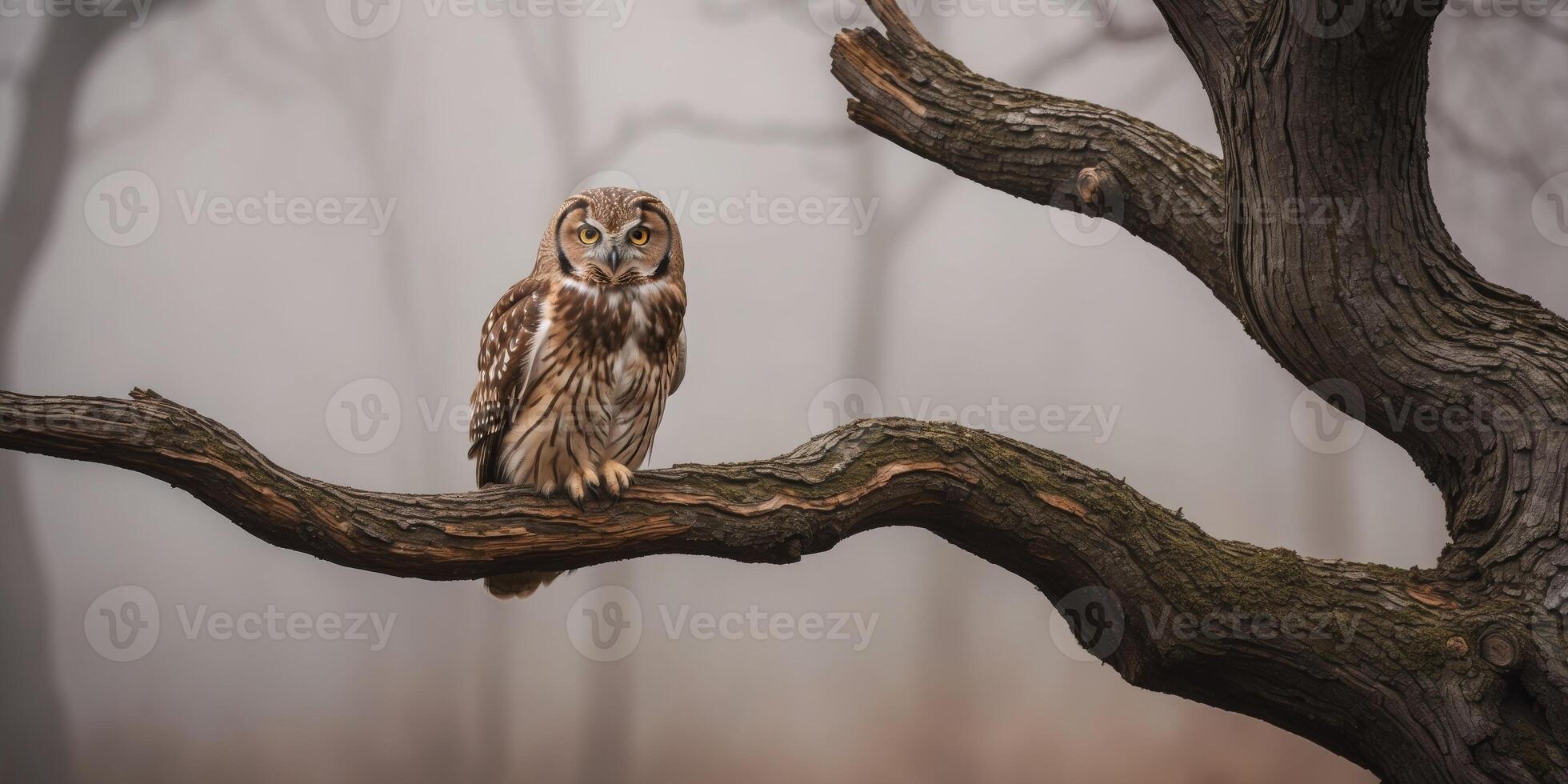 Owl on a tree branch in the fog photo