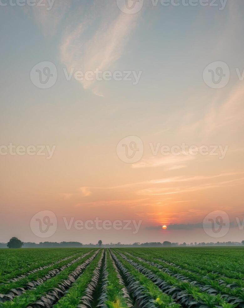A field of crops at sunset photo