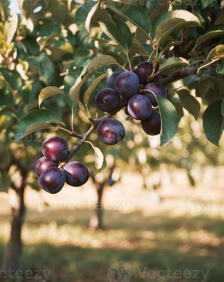 A bunch of plums hanging on a tree photo