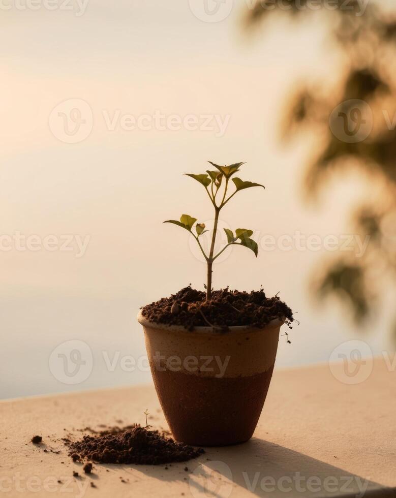 Small plant growing in pot with fertile soil at sunset photo