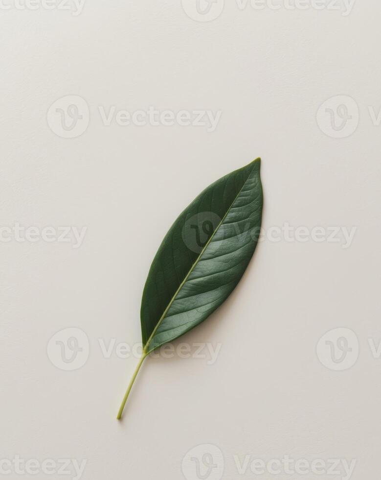 A green olive leaf placed on an empty surface photo