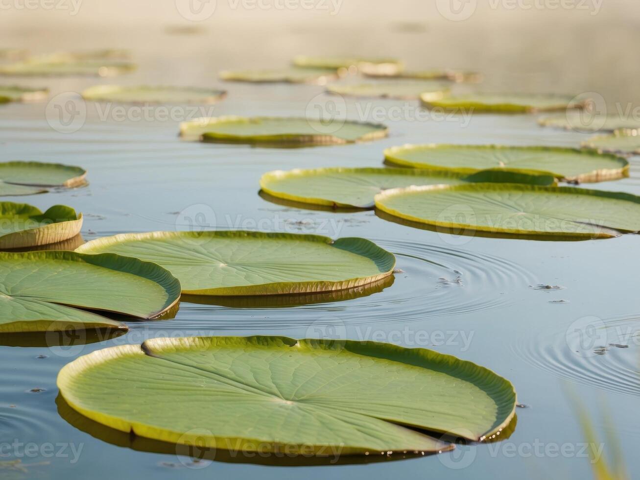 Fresh Green Lily Pads Floating on Calm Water Surface in Nature photo