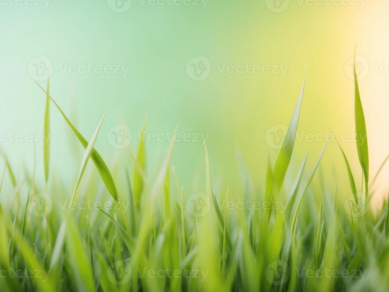 green lawn grass background texture high resolution photo
