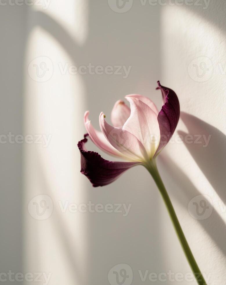 A single pink tulip is shown in front of a wall photo