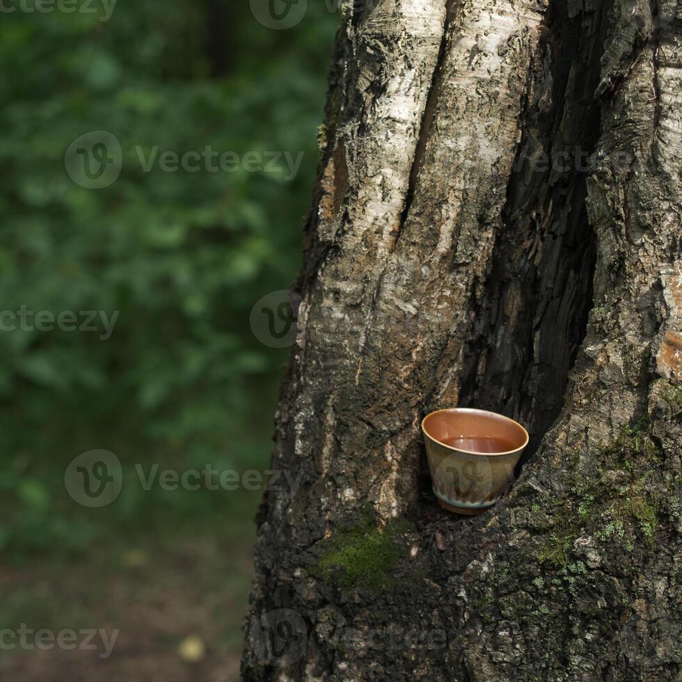 A Beautiful Ceramic Cup is Nestled Cozy Within Tree Bark in a Peaceful Forest Setting photo