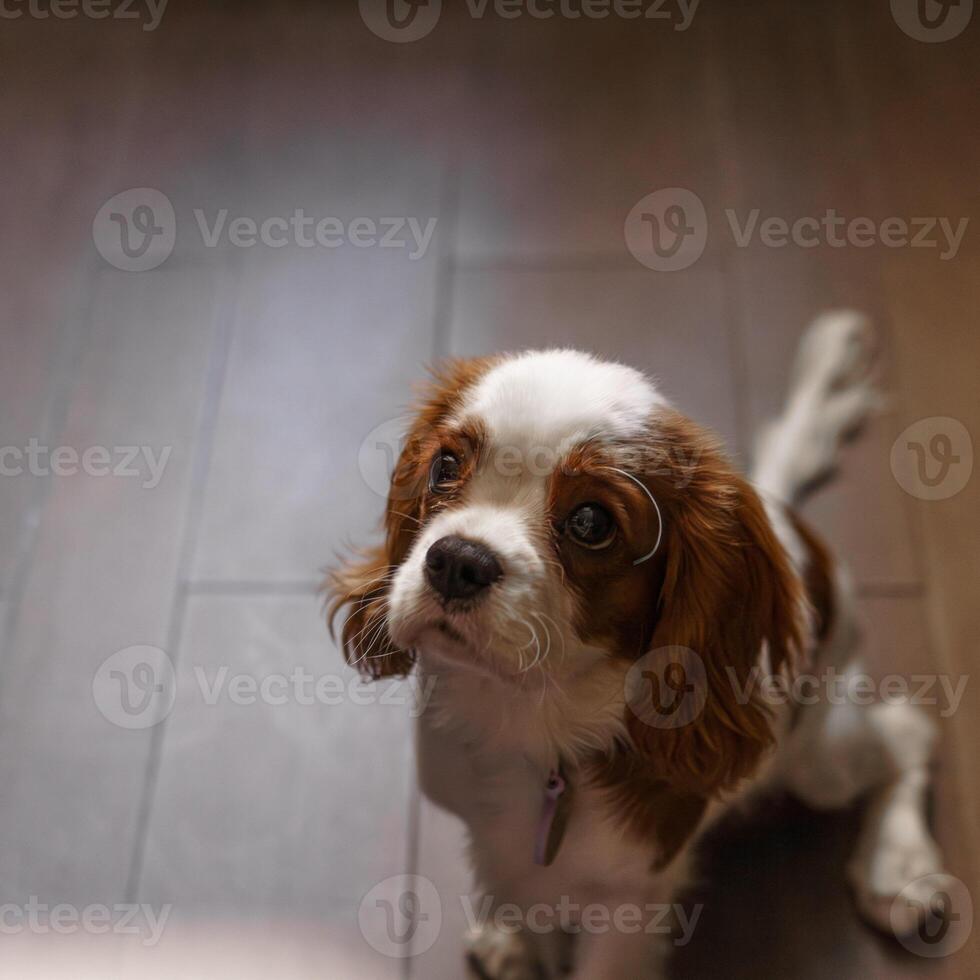 An adorable little Cavalier King Charles Spaniel puppy is looking up with curious eyes photo