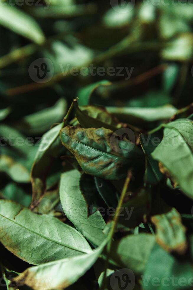 An Intimate CloseUp of Vibrant Green Leaves Featuring Rustic Undertones and Colors photo
