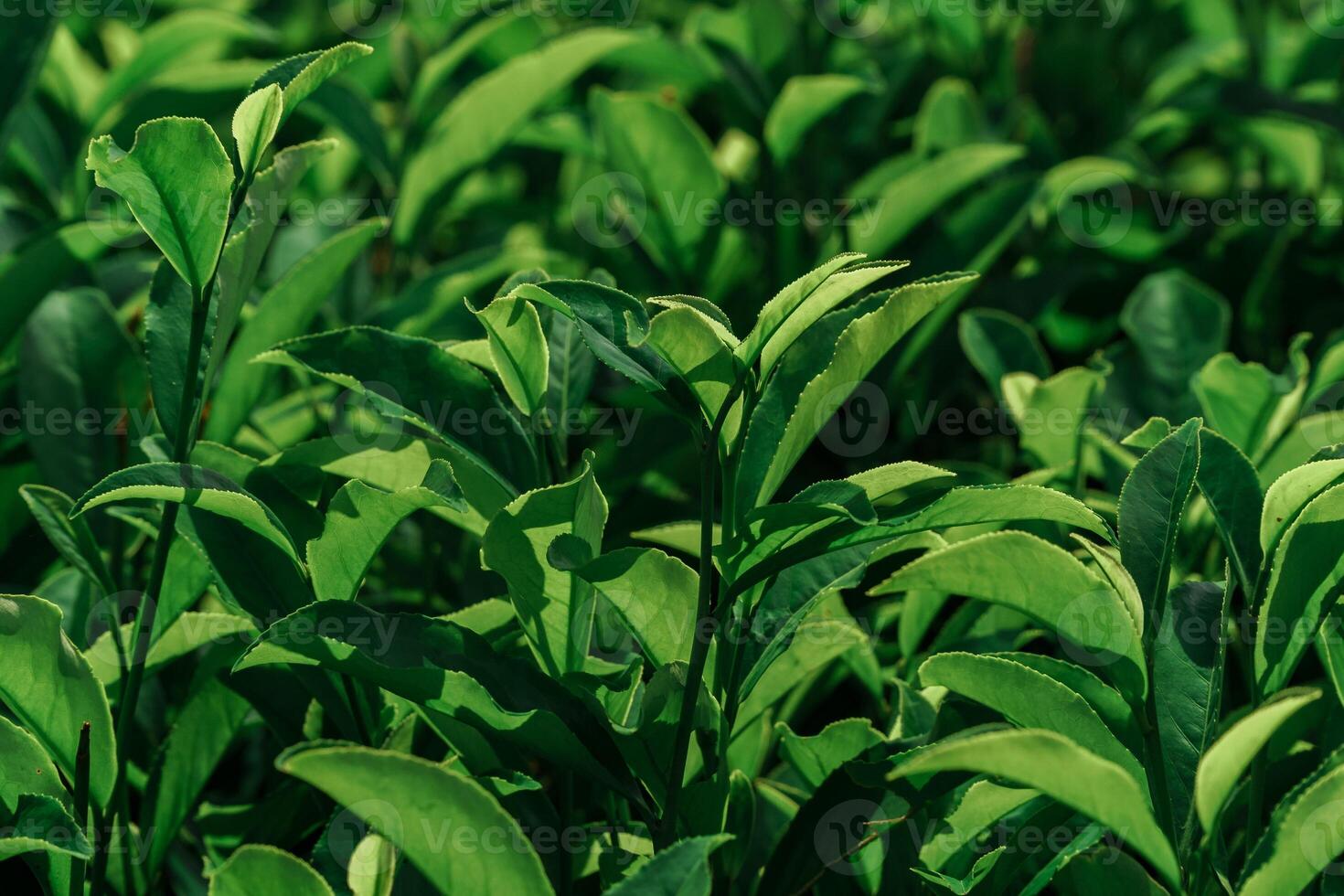 Lush, vibrant green tea leaves are thriving in abundant, lush growth across the fields photo