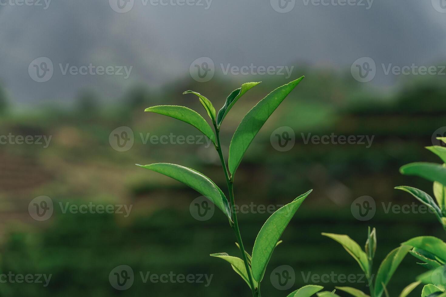 CloseUp View of Fresh Green Tea Leaves Set in a Beautiful Lush Landscape Environment photo