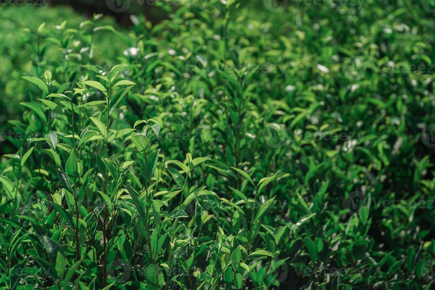 Lush Green Tea Leaves Thriving in a Stunningly Vibrant and Picturesque Landscape photo
