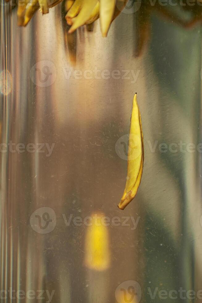 A Beautiful Floating Yellow Petal in Clear Water Highlighting Natures Grace and Calmness photo