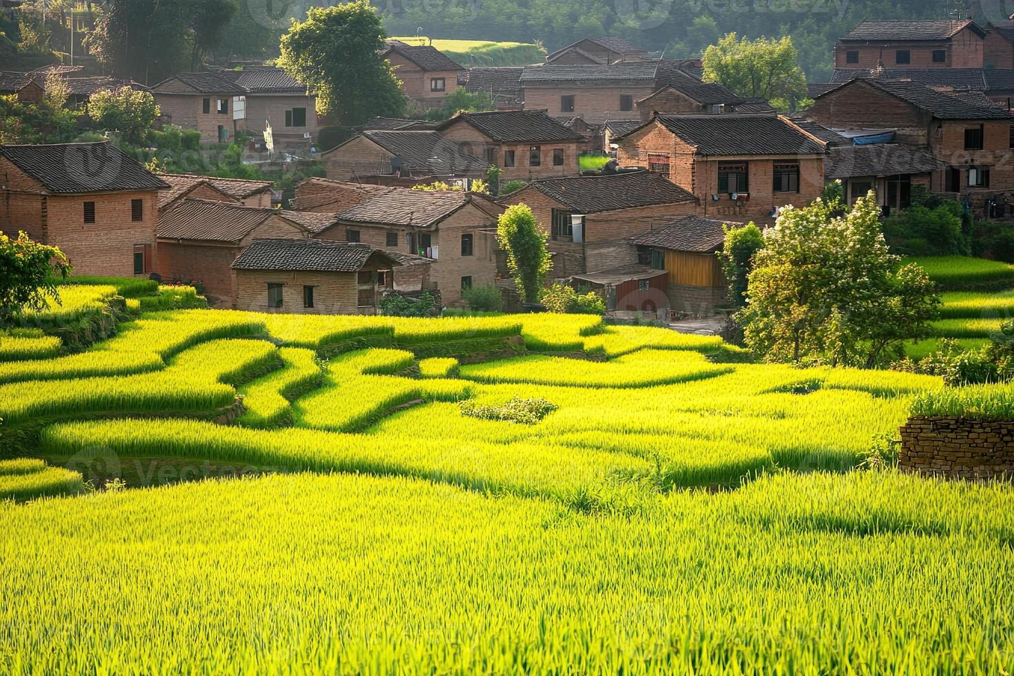 Lush green rice terraces and traditional village houses under sunlight. photo