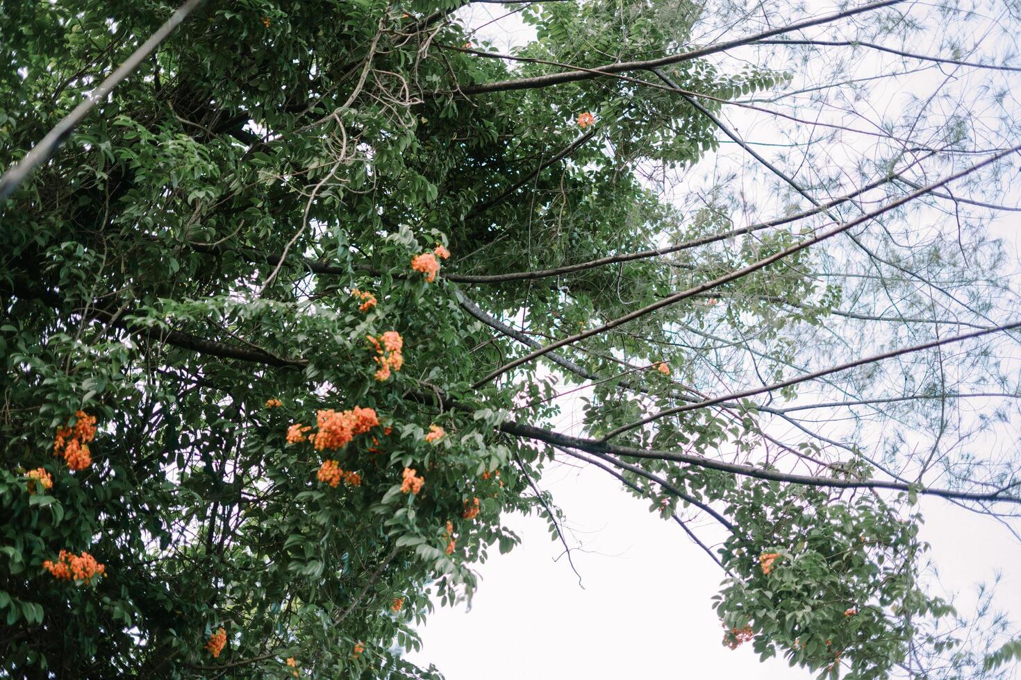 Vibrant orange flowers blooming on green branches against a pale sky, capturing the serene beauty of nature photo