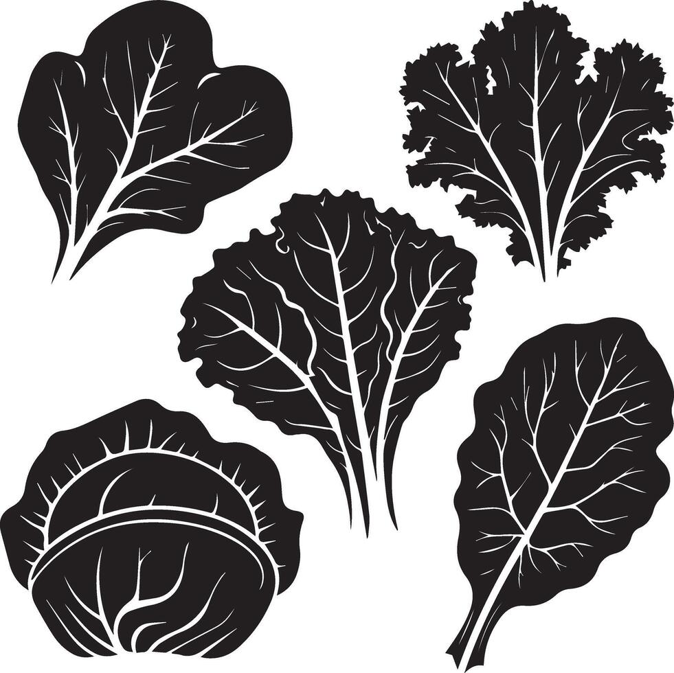 A beautifully designed silhouette image featuring five leafy green vegetables spinach, kale, lettuce, cabbage, and Swiss chard vector