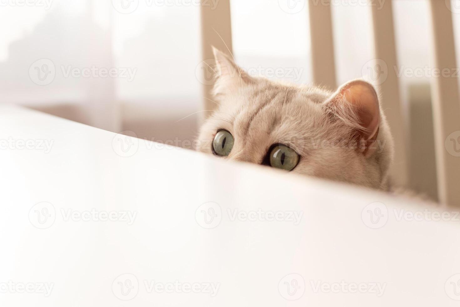 Curious white British cat peeks out from under a white table photo