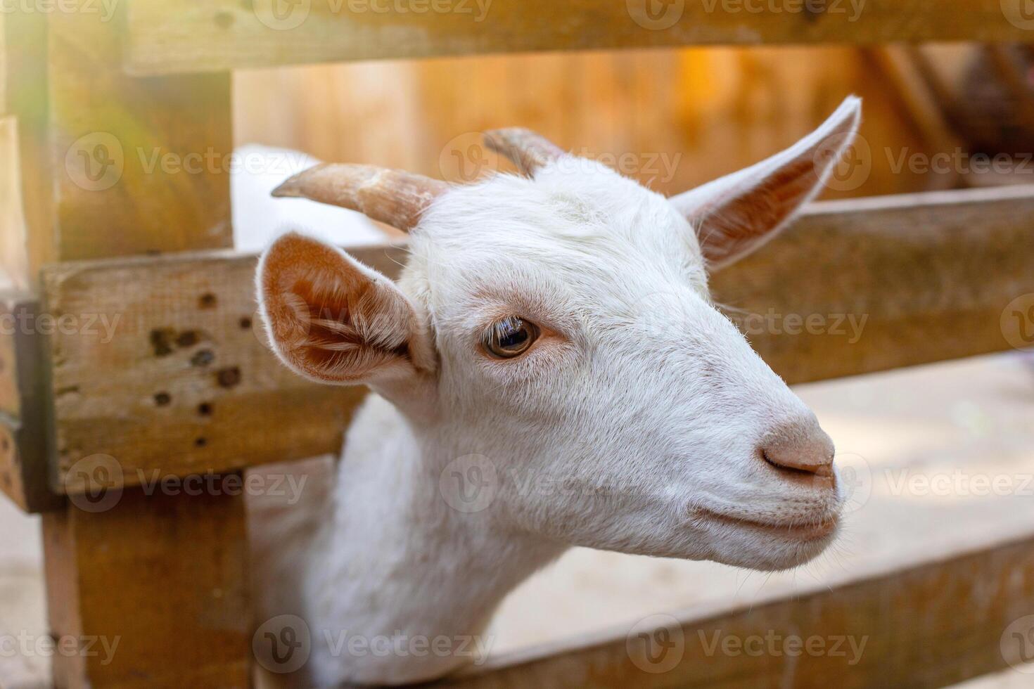 The head of a curious white goat standing in a wooden corral on a farm. photo
