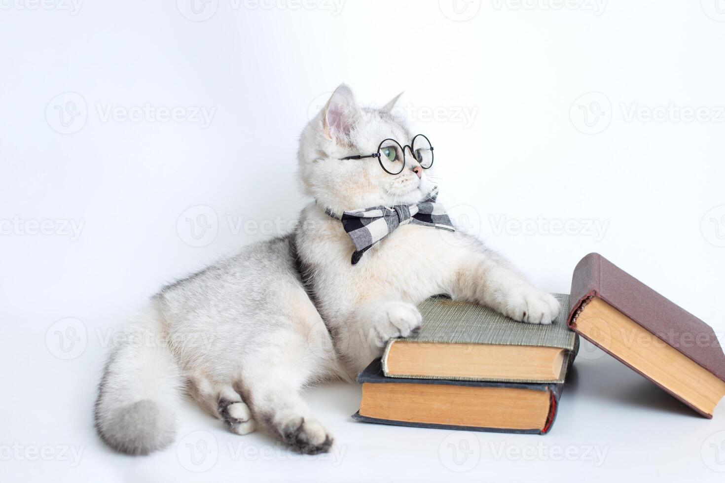 white cat in a gray bow tie and glasses, lies on a stack of old books, looking away photo