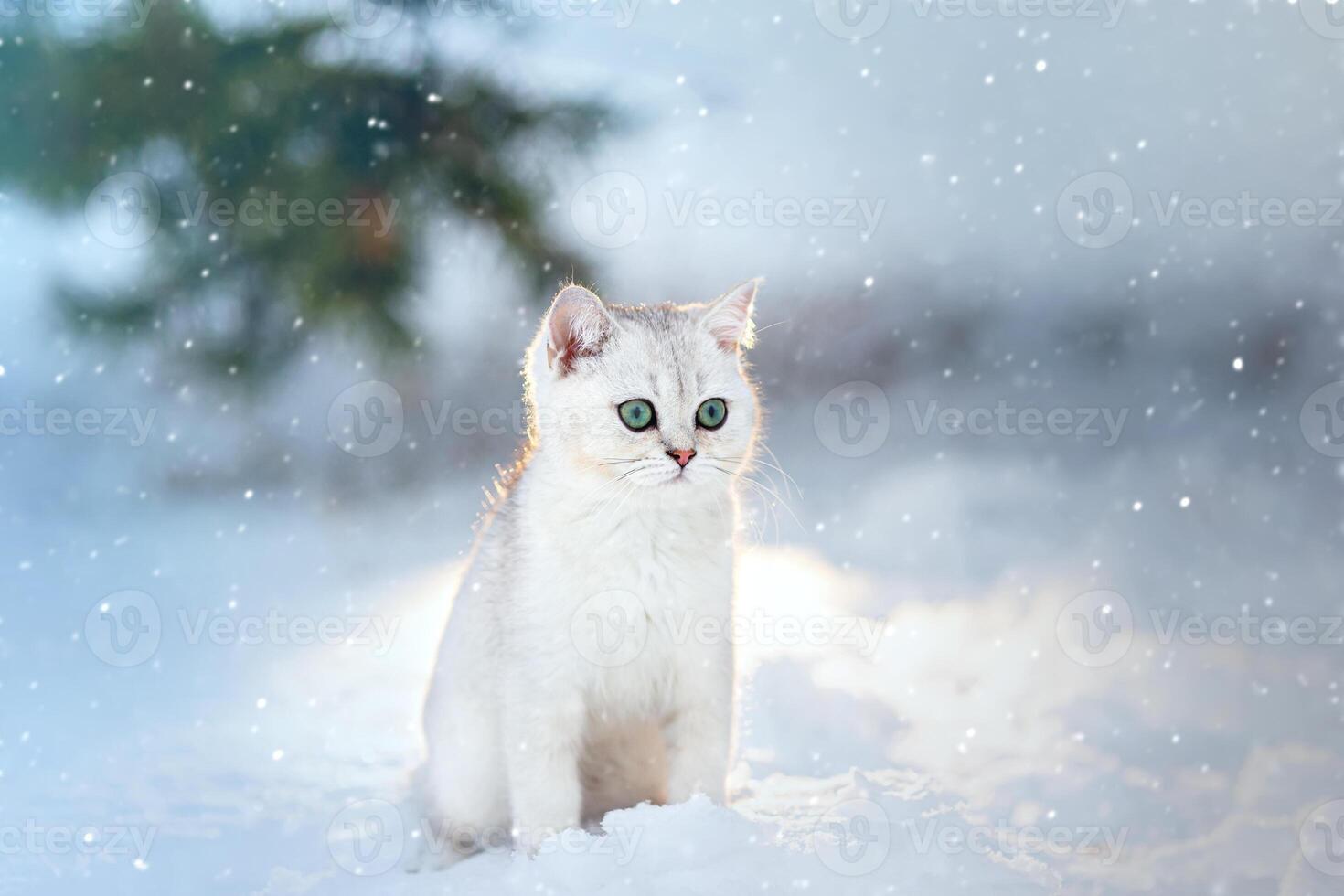 beautiful white kitten of British breed sits at dusk, in winter, in nature, it is snowing photo