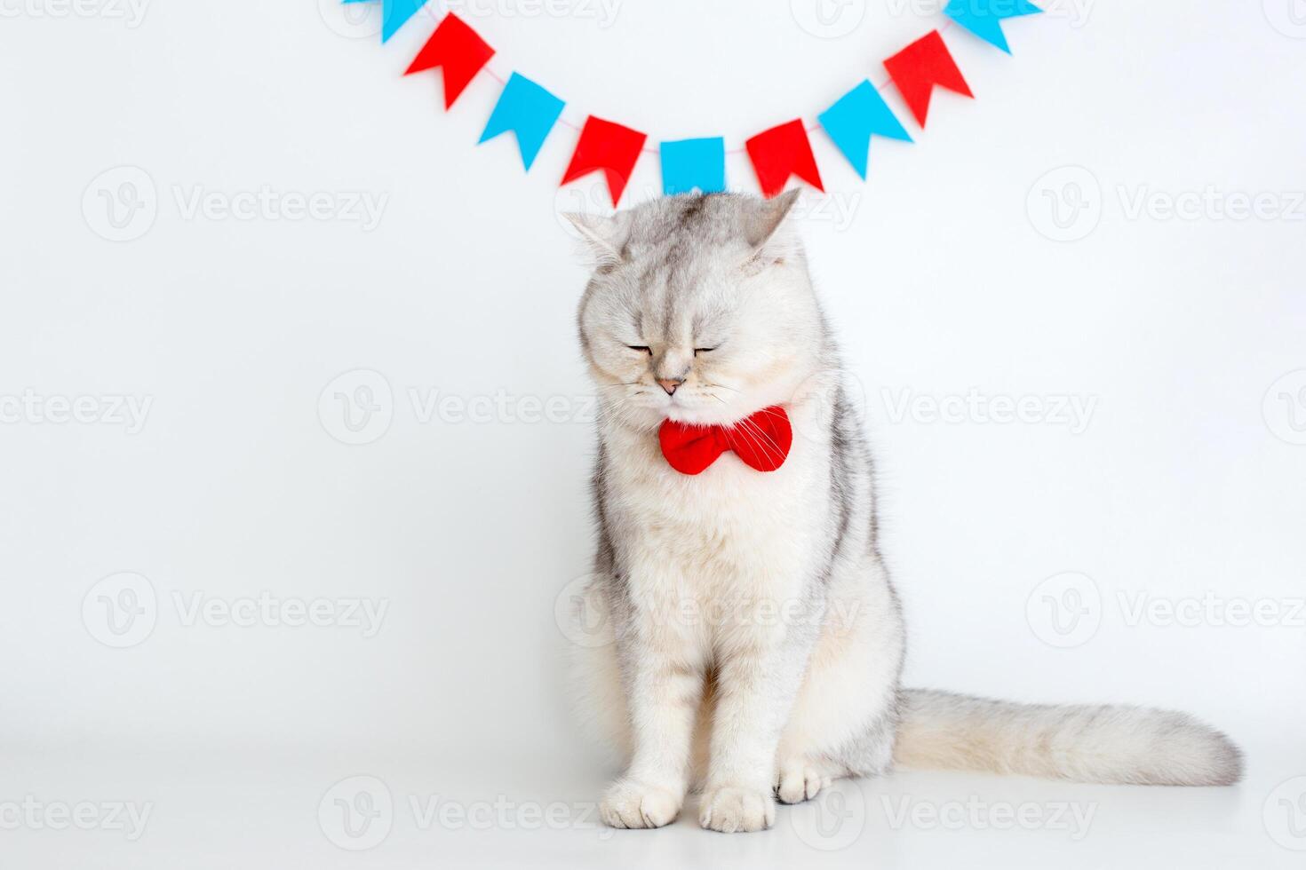 A frustrated white cat in a red bow tie sits with closed eyes on a white background photo