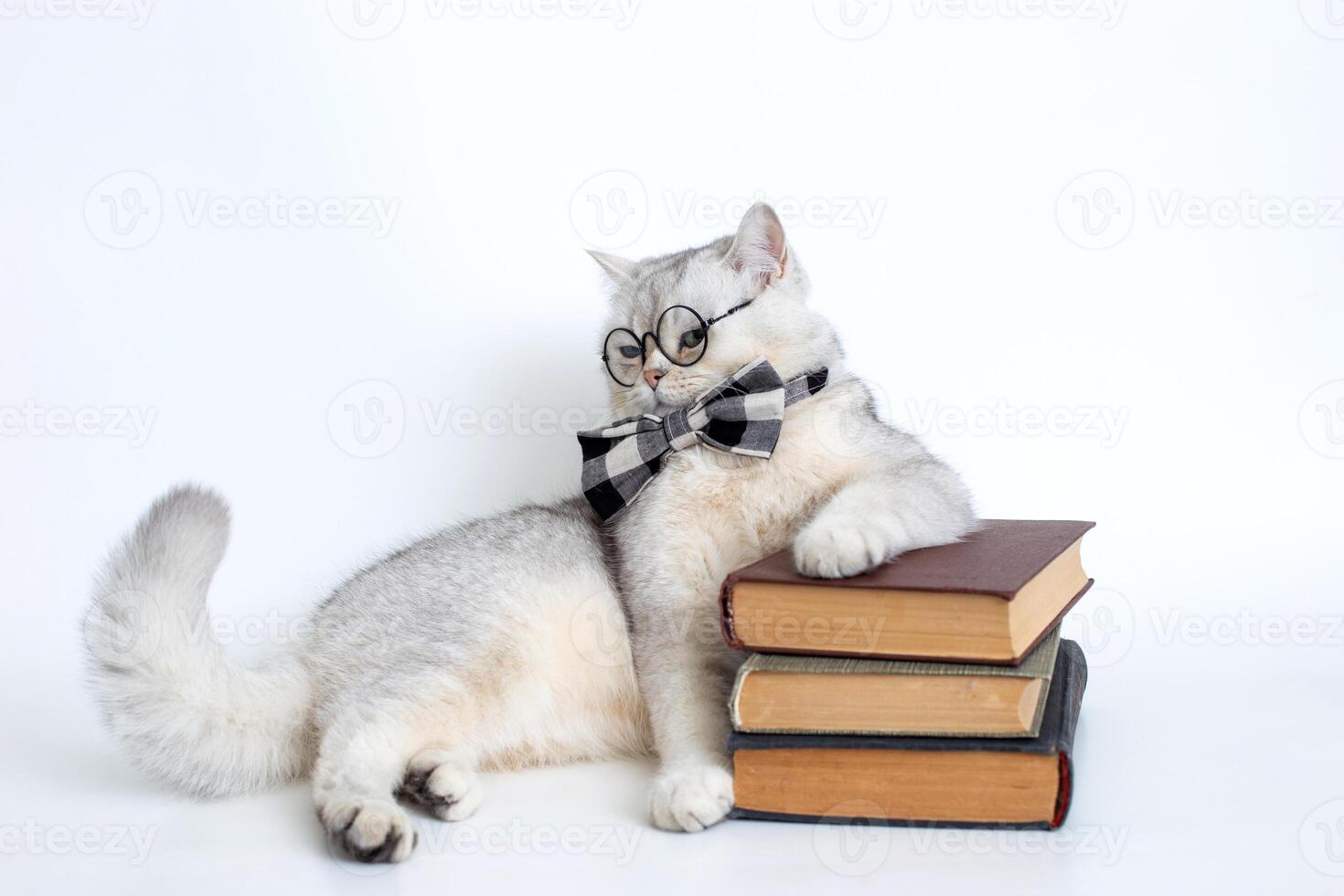 white british cat in a gray bow tie and glasses, lies on a stack of old books, looking away photo