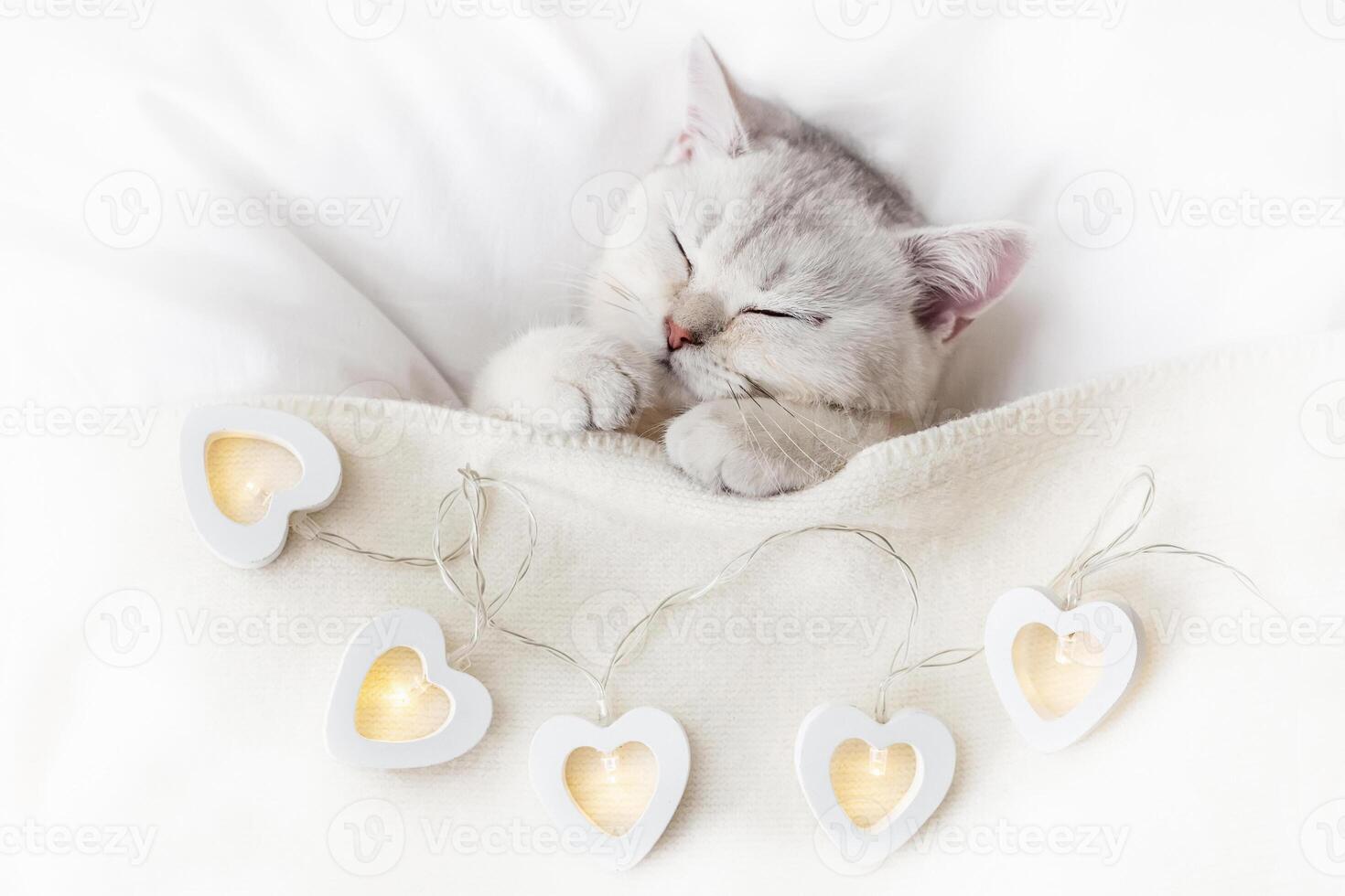 A cute white kitten sleeps on a white bed under a knitted blanket with glowing garlands in the form of hearts. photo