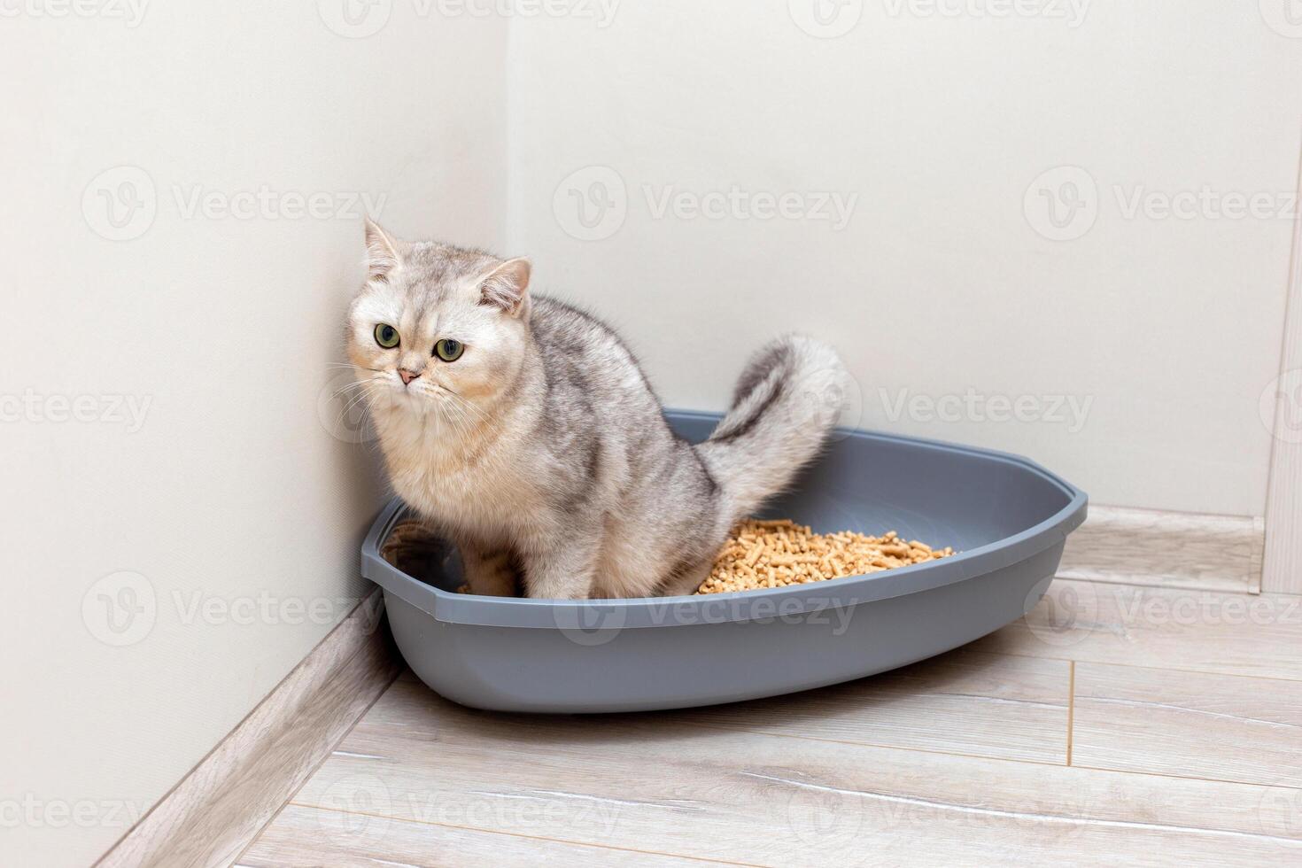 A beautiful gray British cat is defecate into a large gray triangular plastic litter box photo