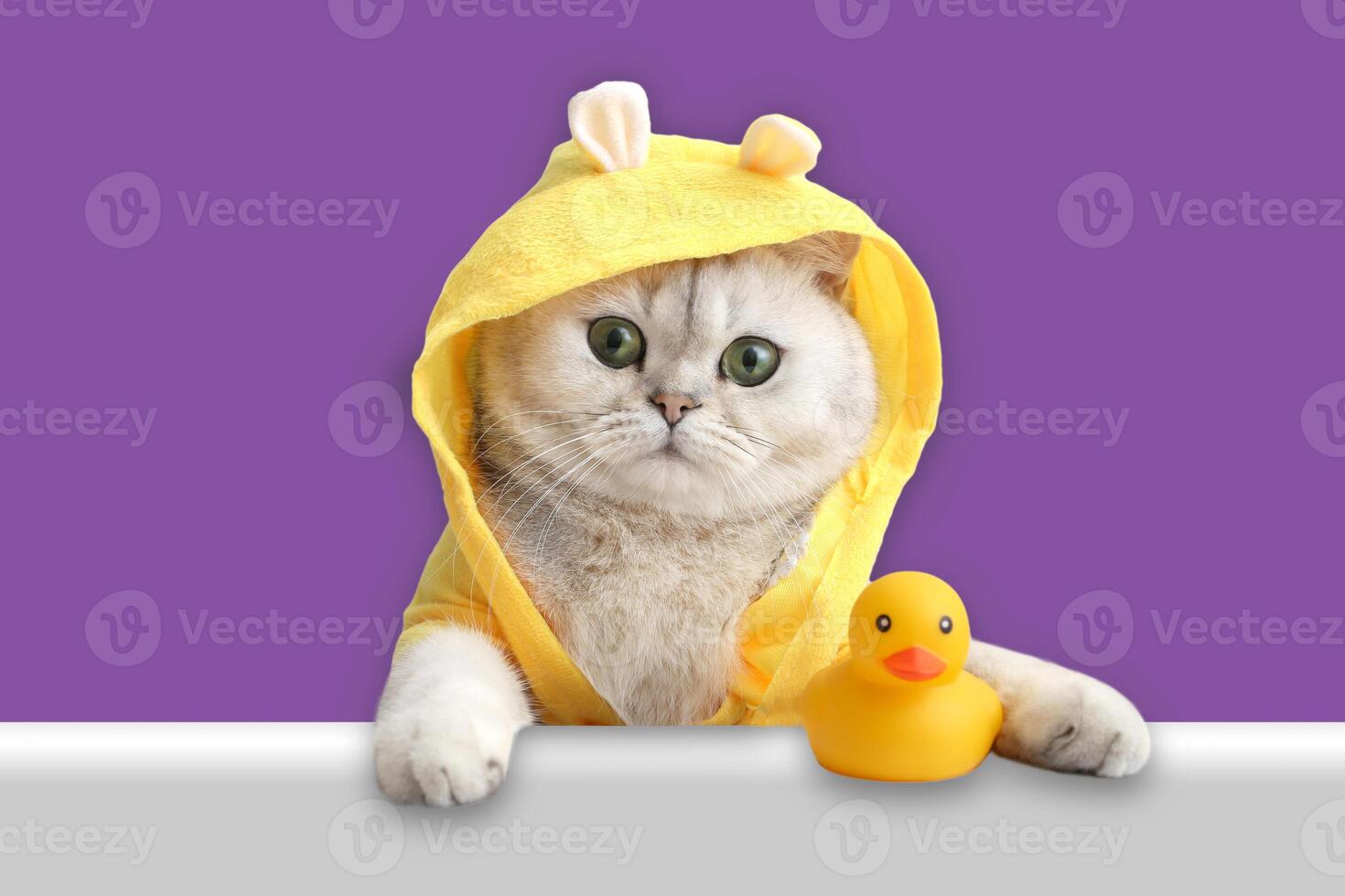 Funny white cat in a yellow coat, looks out of the shell with a yellow rubber duck photo