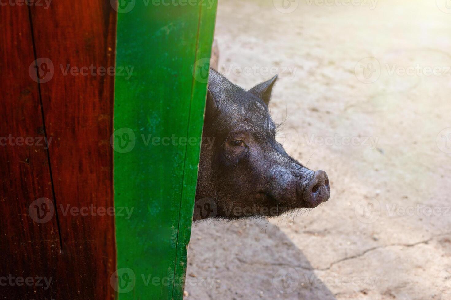 A serious black pig peeks out of a green wooden paddock on a farm. photo