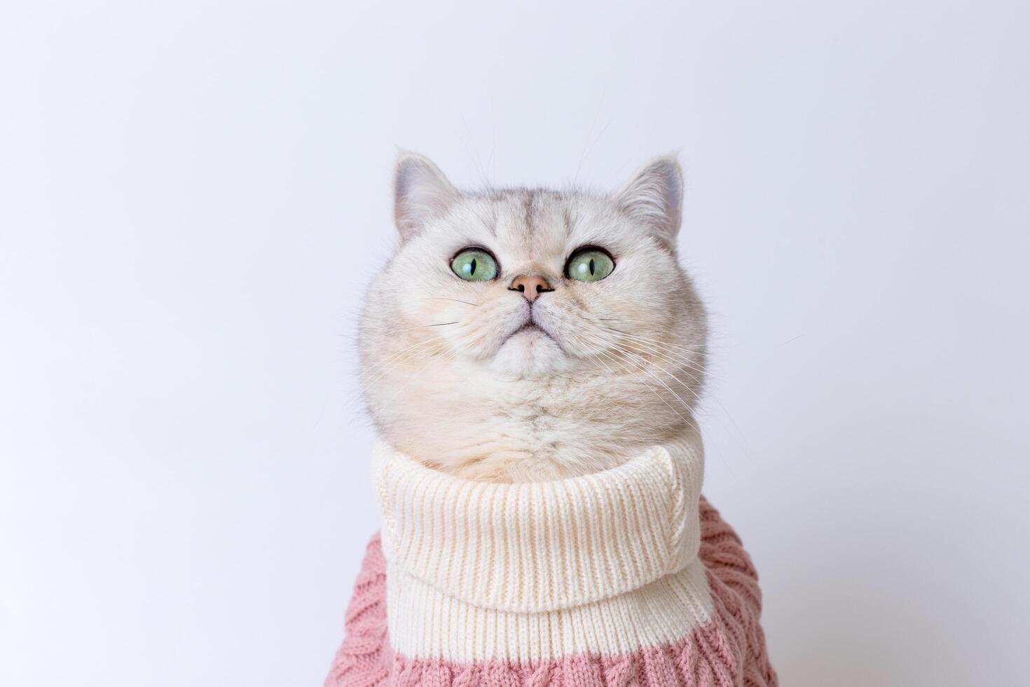 Charming British shorthair cat in a cozy sweater against a minimalist background, looking up photo