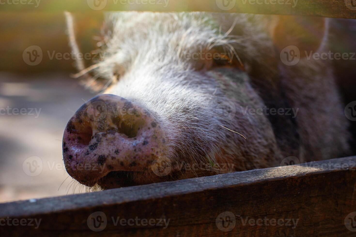 Close up snout of a black breed of pig standing in a wooden paddock on a farm. photo