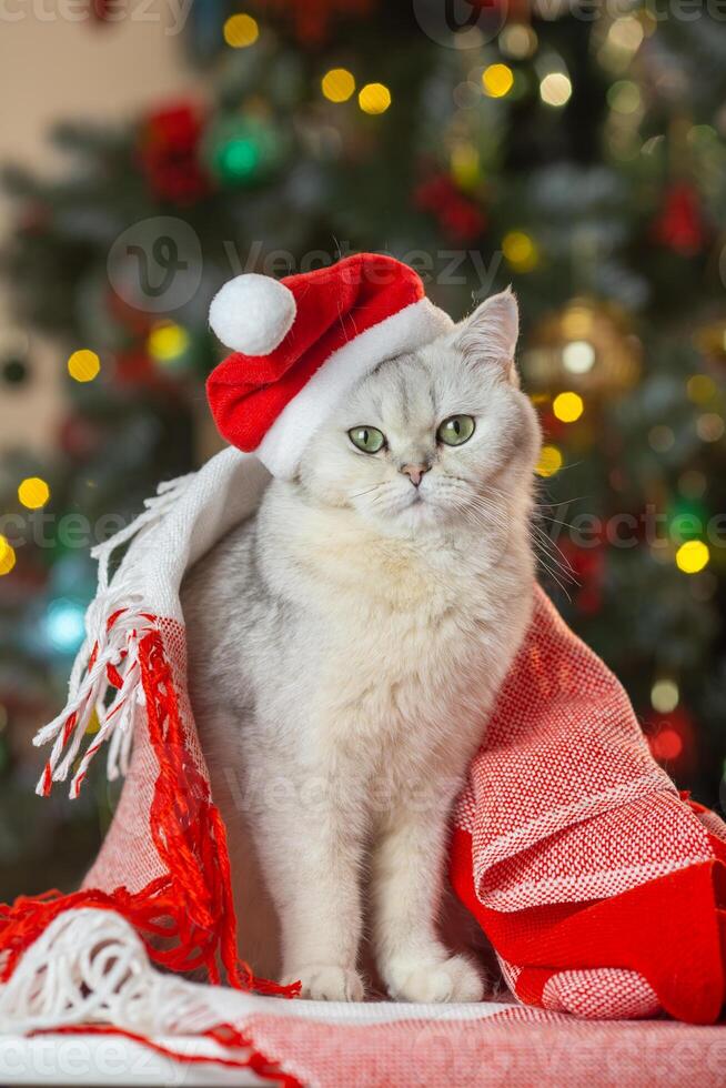 Festive cat with santa hat and blanket in front of christmas tree photo