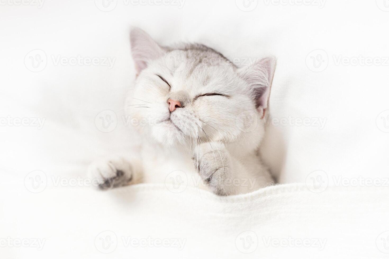 A funny white kitten sleeps on a white bed photo