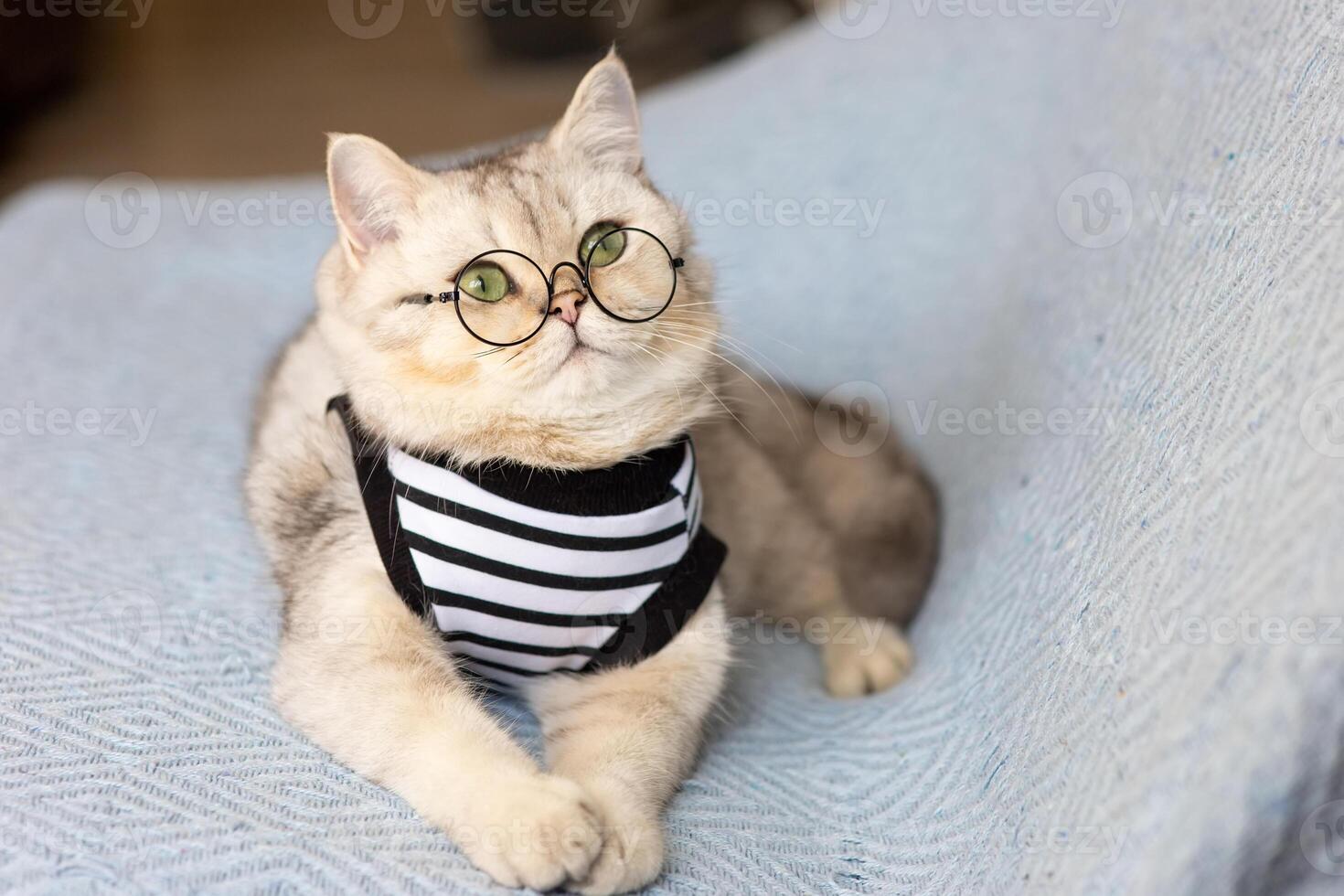 Portrait white cat with glasses on blanket photo