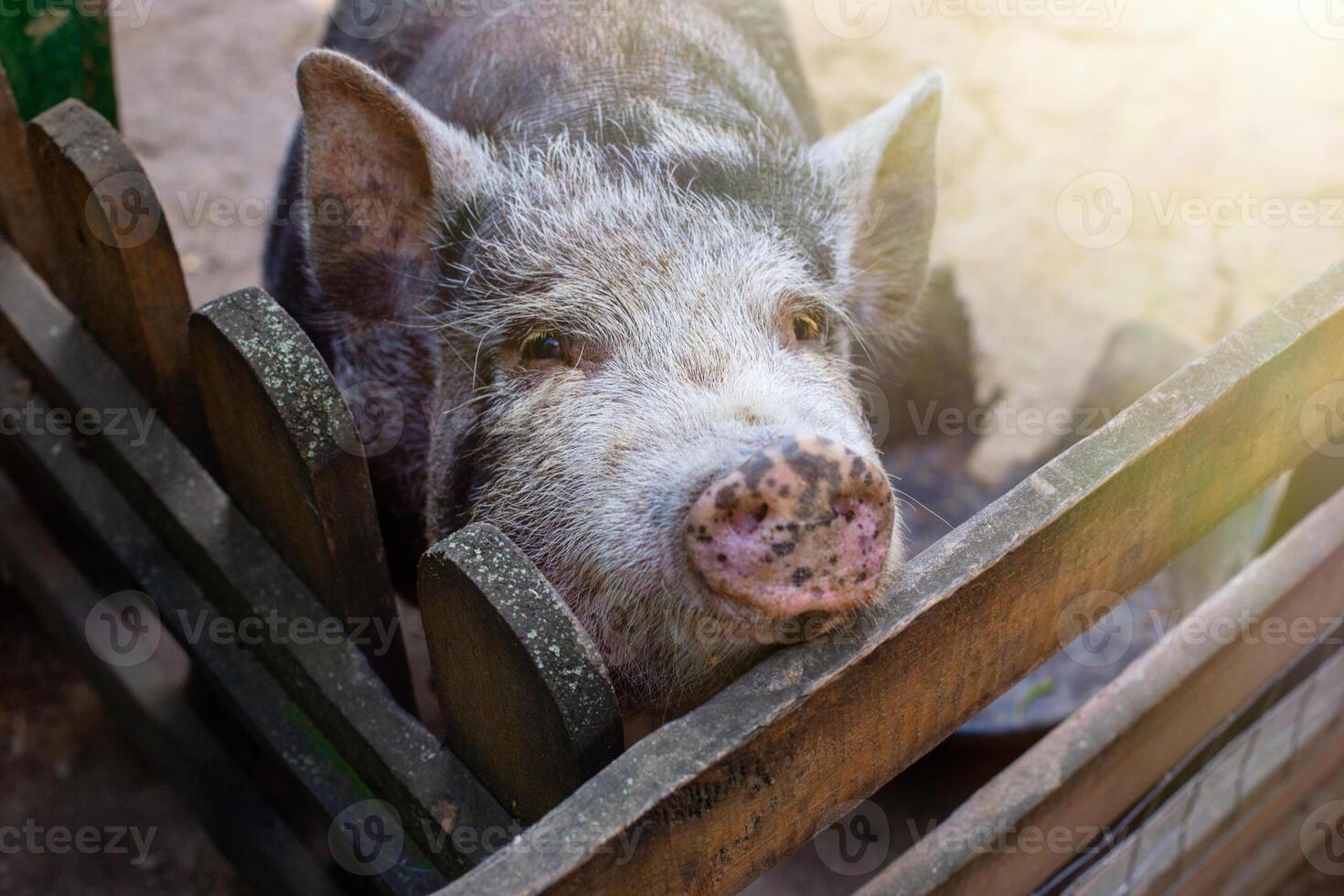 a curious black pig standing in a wooden paddock on a farm. photo