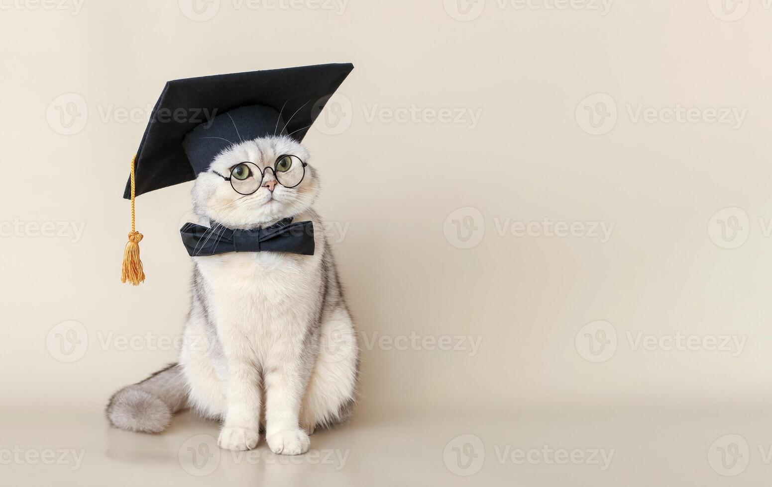 A white cat in a graduates hat and bow tie, sitting on a beige background photo