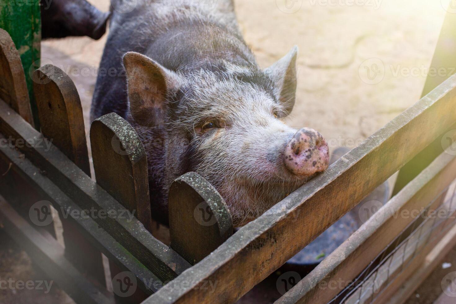 a cute curious black pig standing in a wooden paddock on a farm. photo