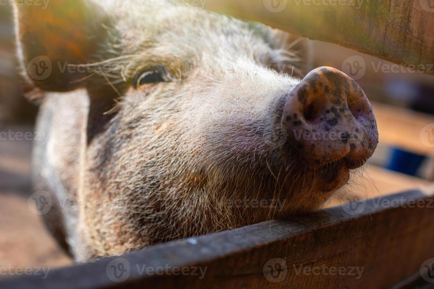 The snout of a curious black Vietnamese breed of pig standing in a wooden paddock on a farm. photo