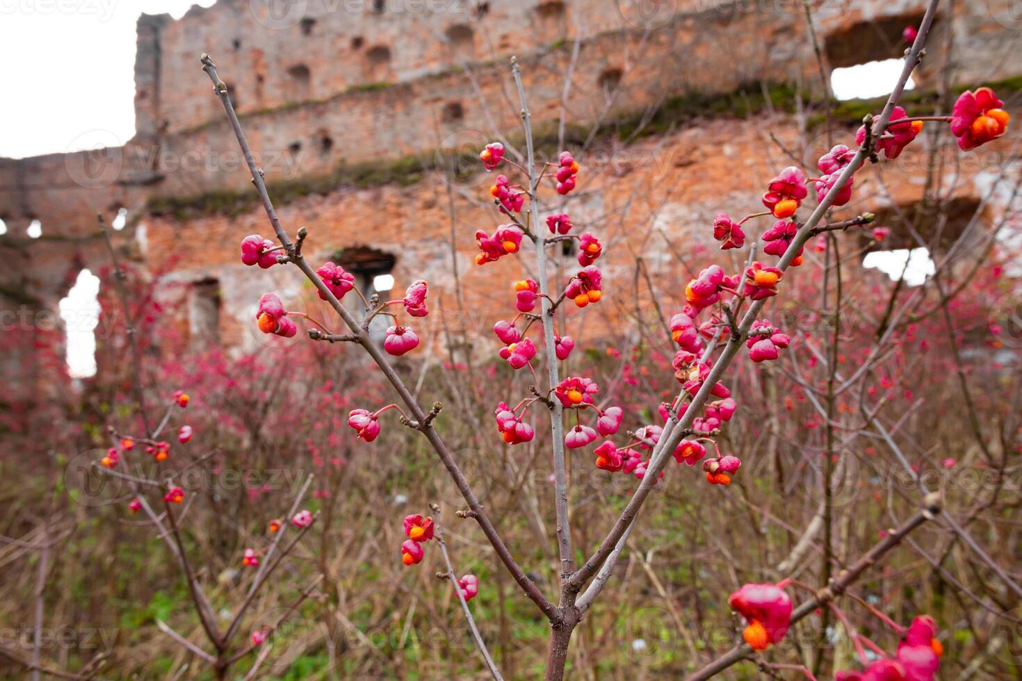 Deciduous shrub, pink flowers with orange seeds of euonymus europaeus or spindle. Celastraceae photo