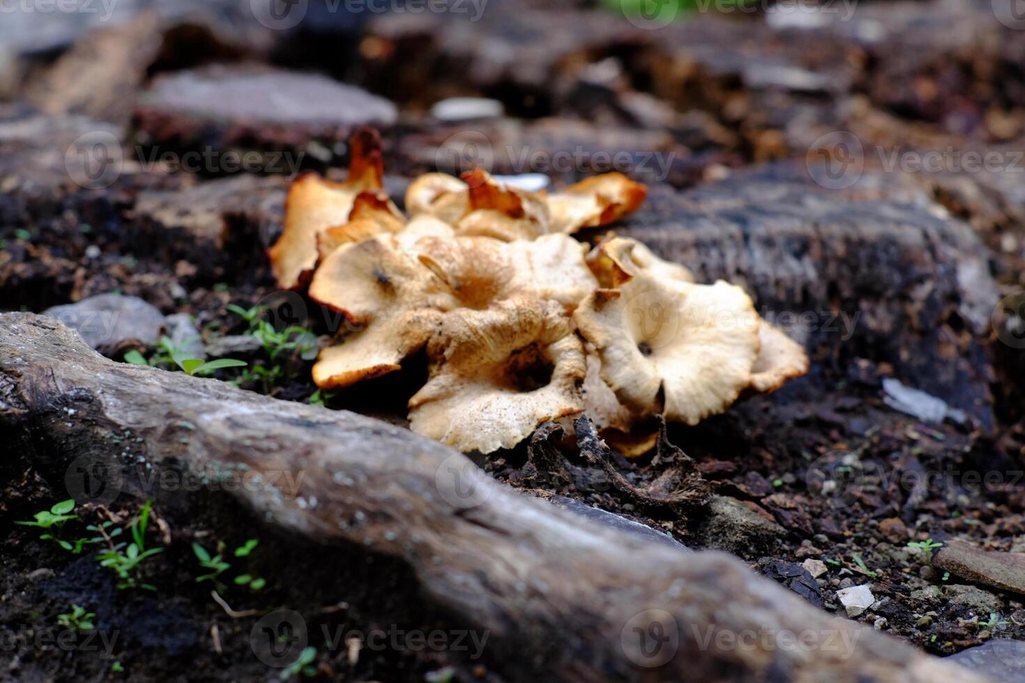 A close-up of a fascinating fungal growth on a decaying tree stump in a natural setting. photo